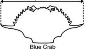 Blue Crab