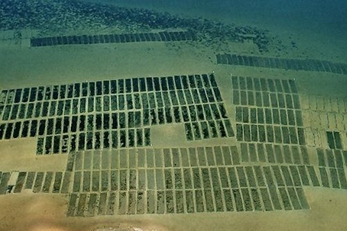 إدارة المحاريات