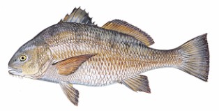 غطاء صورة البطاقة