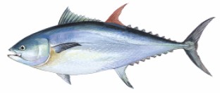 رسم مقدمة من دوان رافر