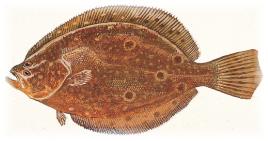 غطاء صورة البطاقة