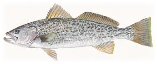 غطاء صورة البطاقة