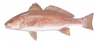 غطاء صورة البطاقة