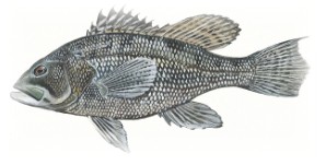 غطاء صورة البطاقة