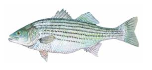 غطاء صورة البطاقة