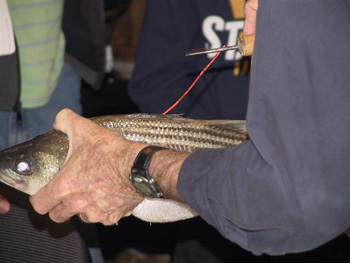 وسم أسماك الصيد 6