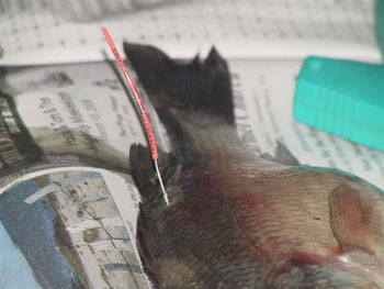 وسم أسماك الصيد 7